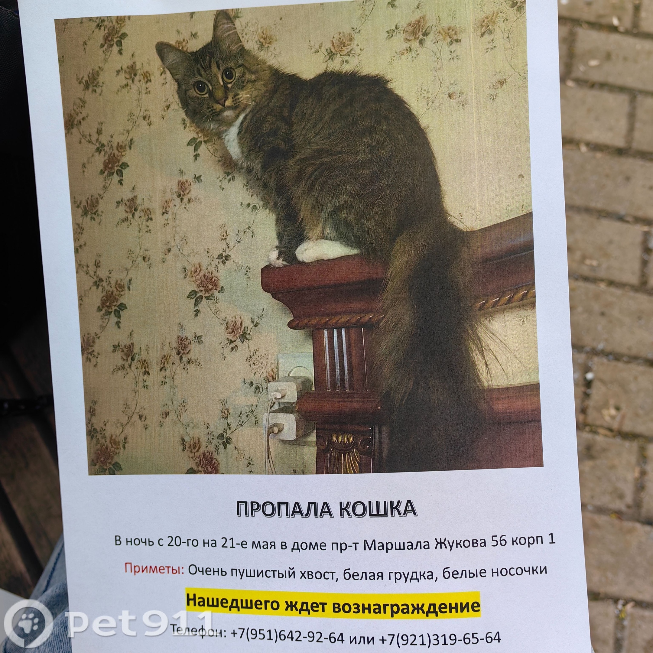Найденная кошка в Гатчине Найдена кошка в Гатчине — фото объявления
