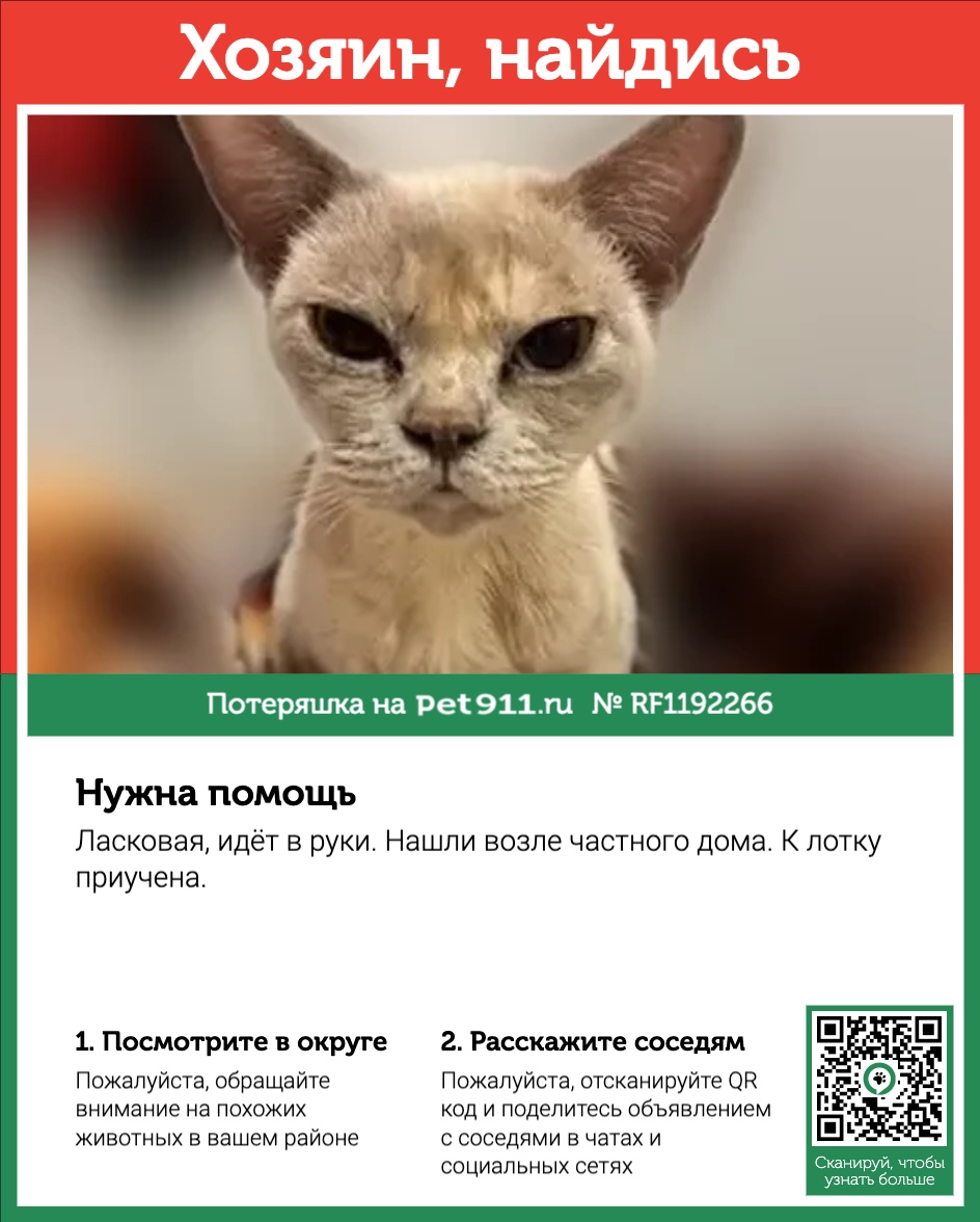 Найденная кошка в Гатчине Найдена кошка в Гатчине — фото объявления