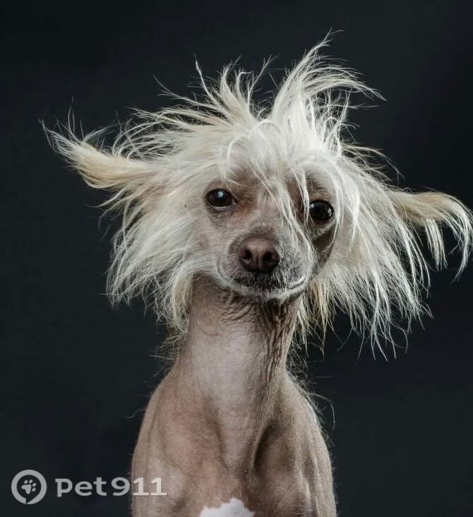 Пропала собака в Ейске — фото объявления