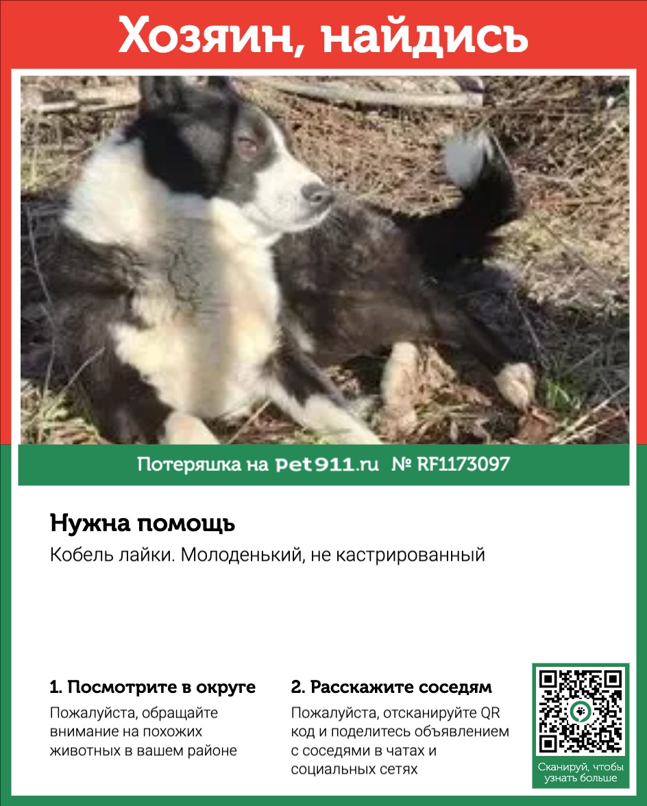 Найдена собака в Ейске — фото объявления