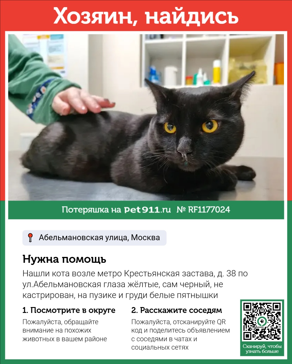 Найдена кошка в Ейске — фото объявления
