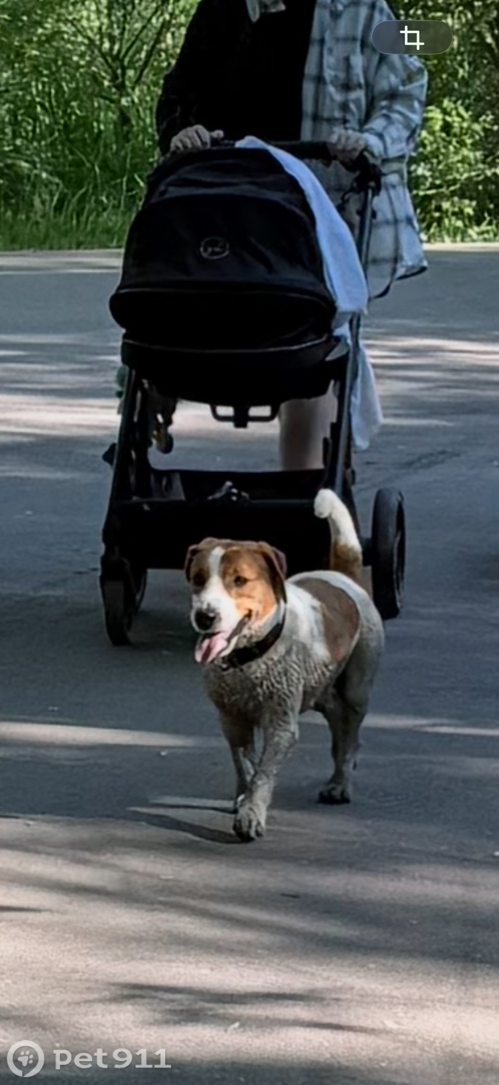 Найденная собака в Ессентуках Найдена собака в Ессентуках — фото объявления