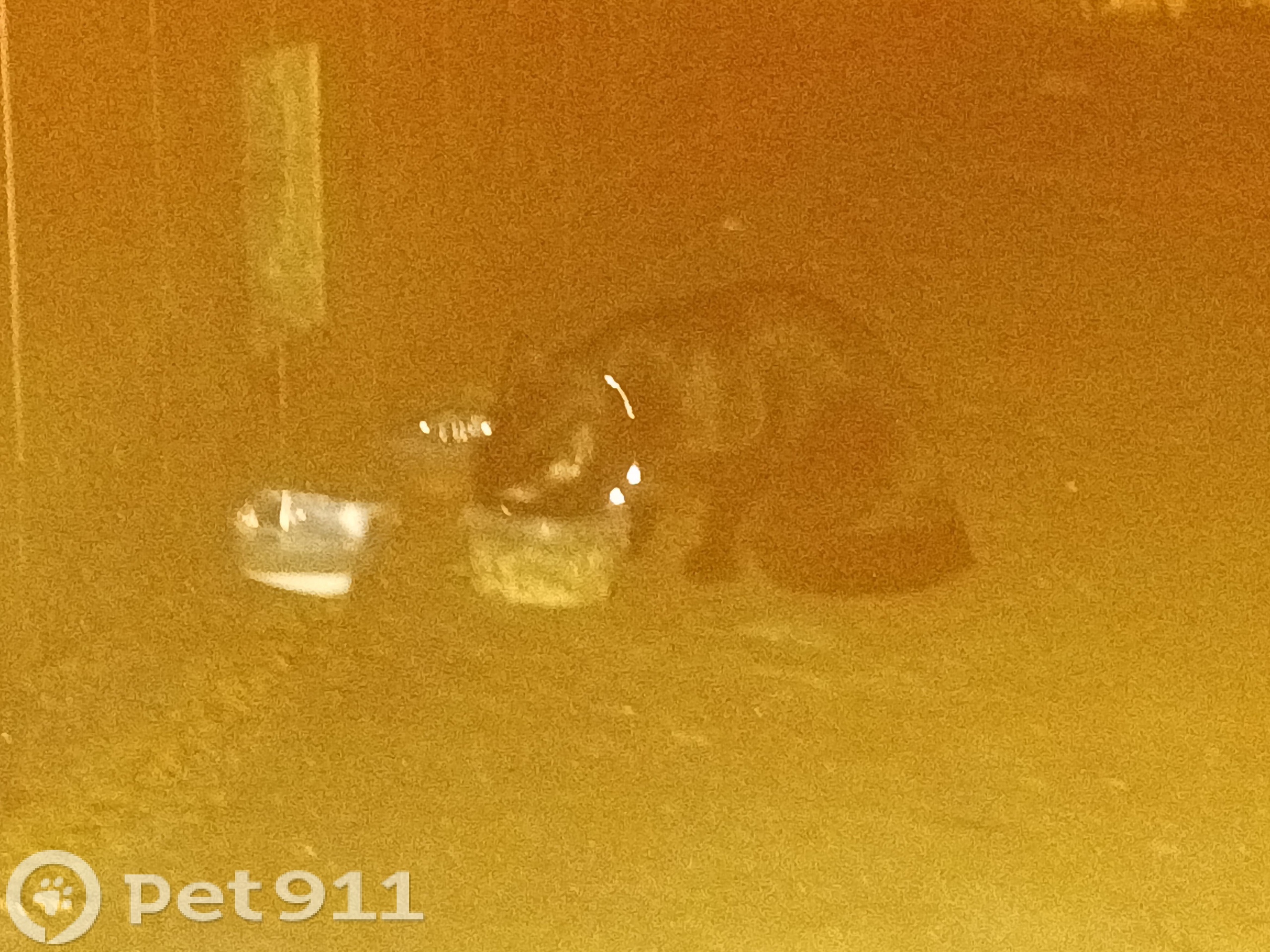 Найдена кошка в Ессентуках — фото объявления