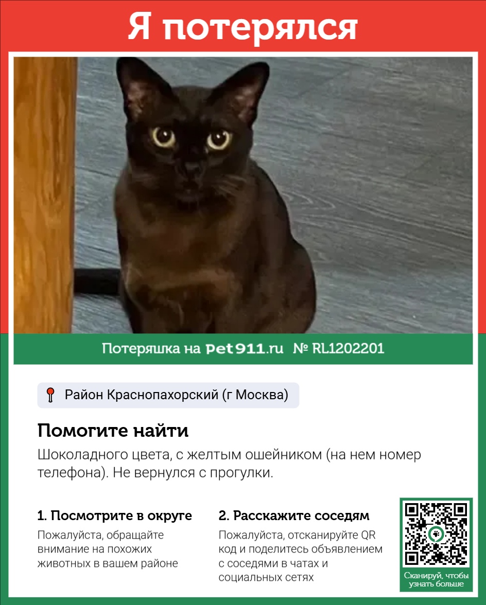 Найдена кошка в Ивантеевке — фото объявления