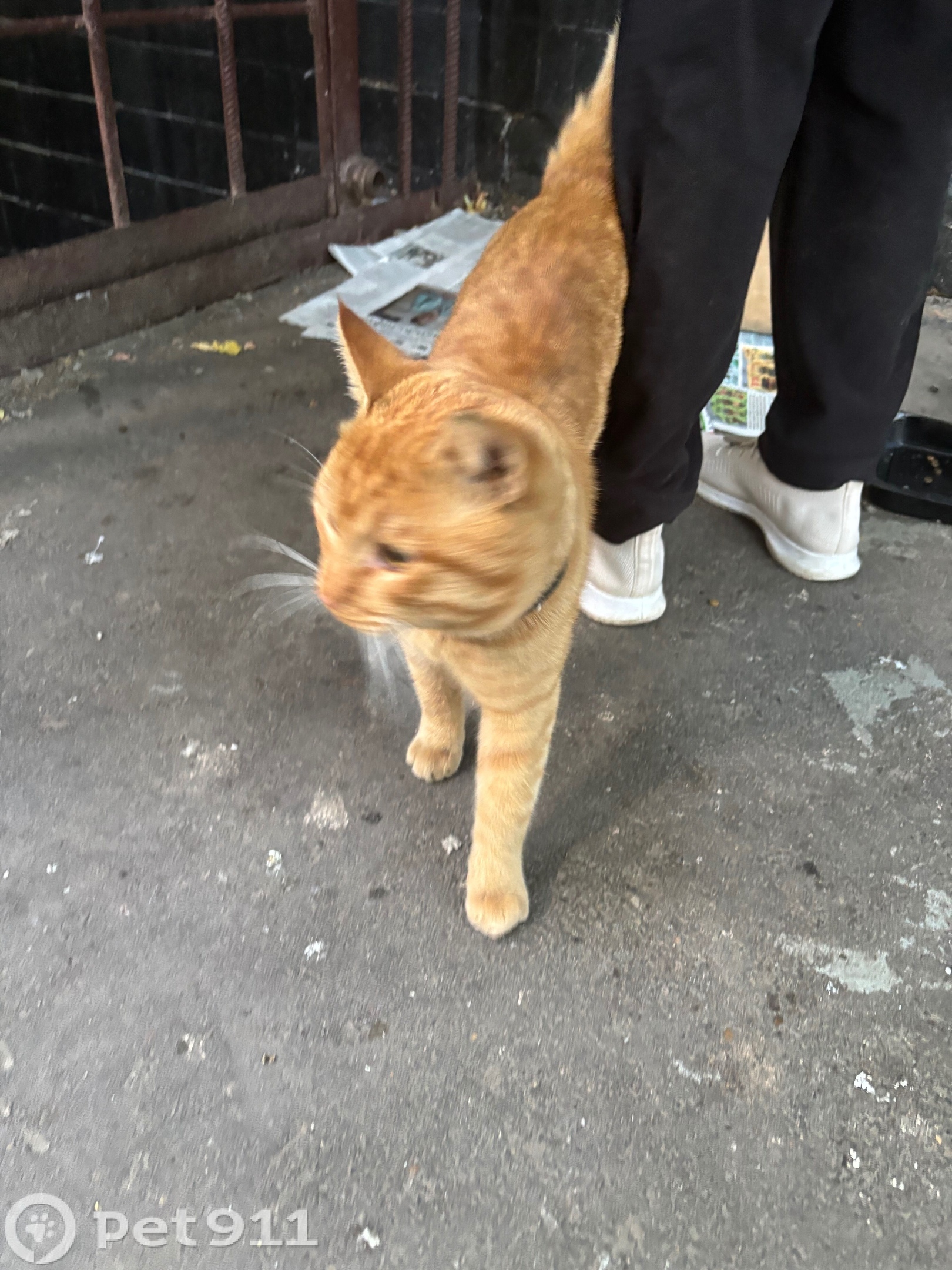 Найдена кошка в Магадане — фото объявления