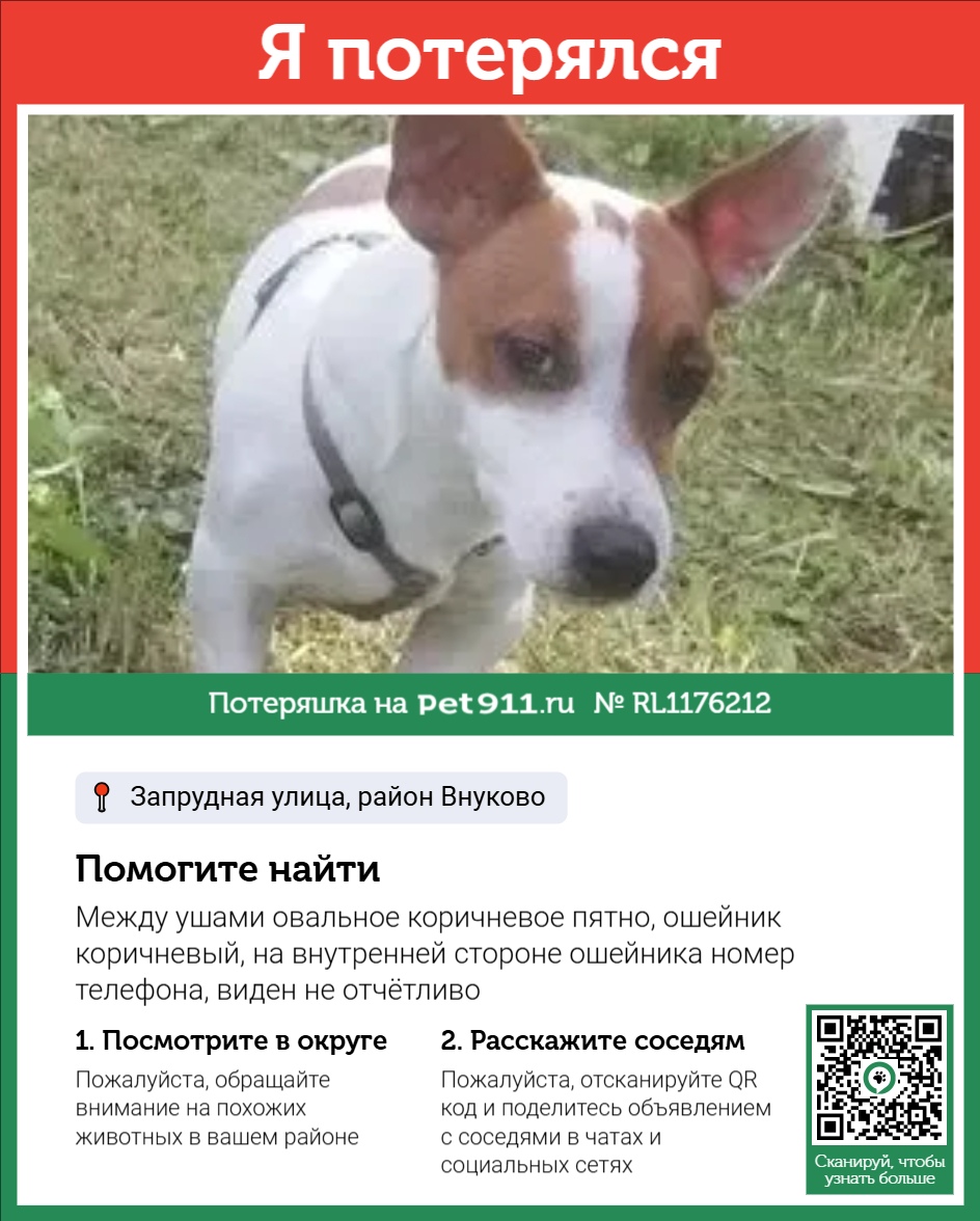Найдена собака в Магадане — фото объявления