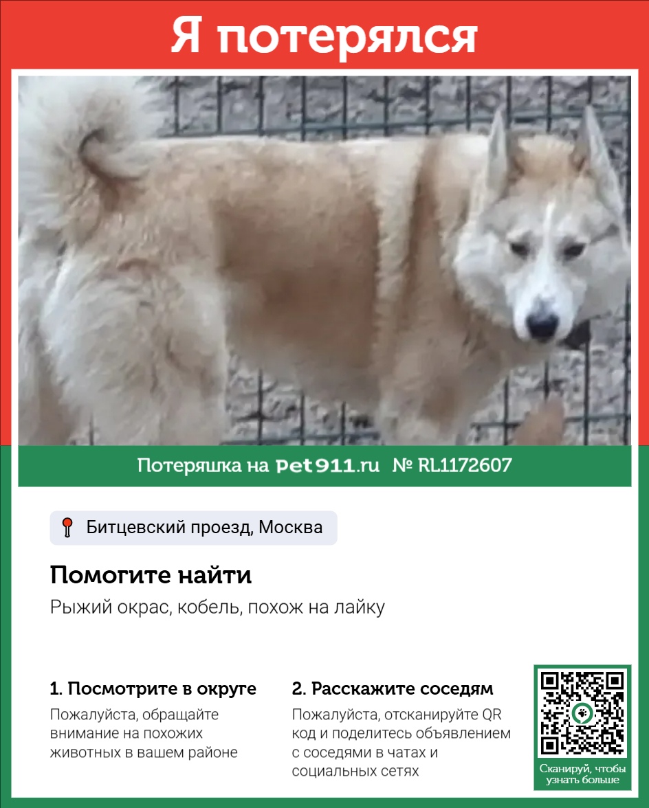 Найдена собака в Майкопе — фото объявления