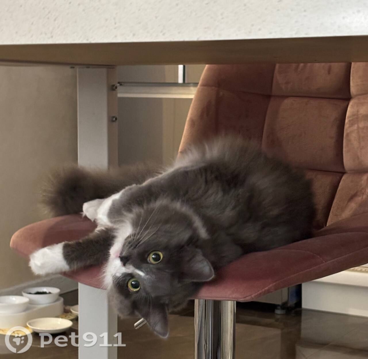 Найдена кошка в Майкопе — фото объявления