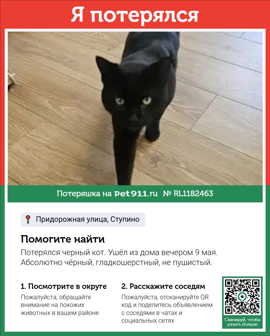 Найдена кошка в Майкопе — фото объявления