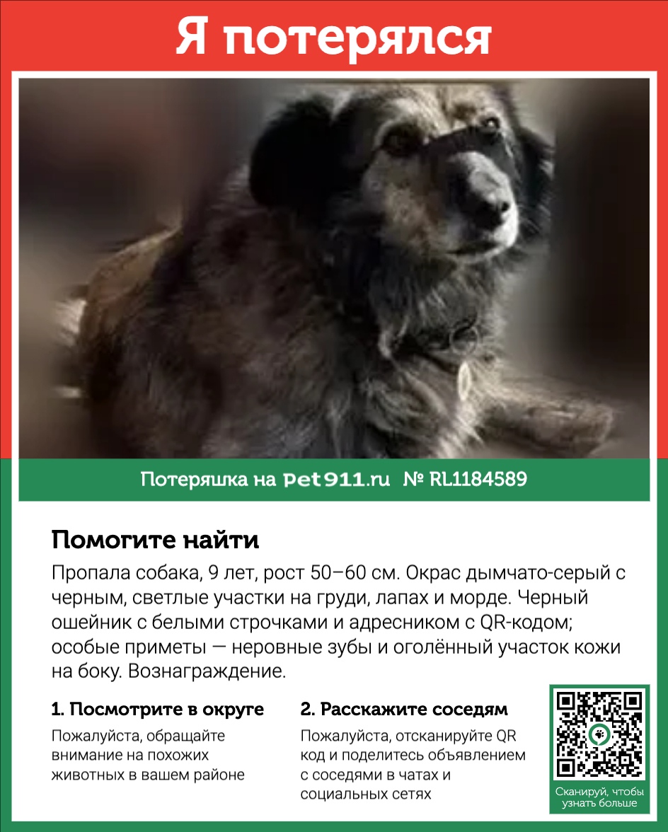 Найденная собака в Майкопе Найдена собака в Майкопе — фото объявления