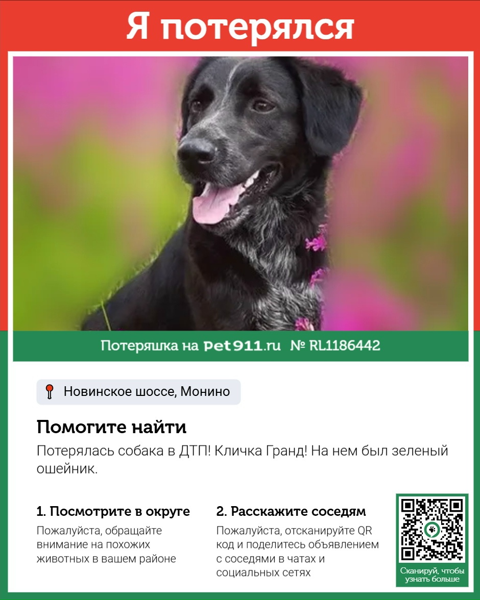 Найдена собака в Майкопе — фото объявления