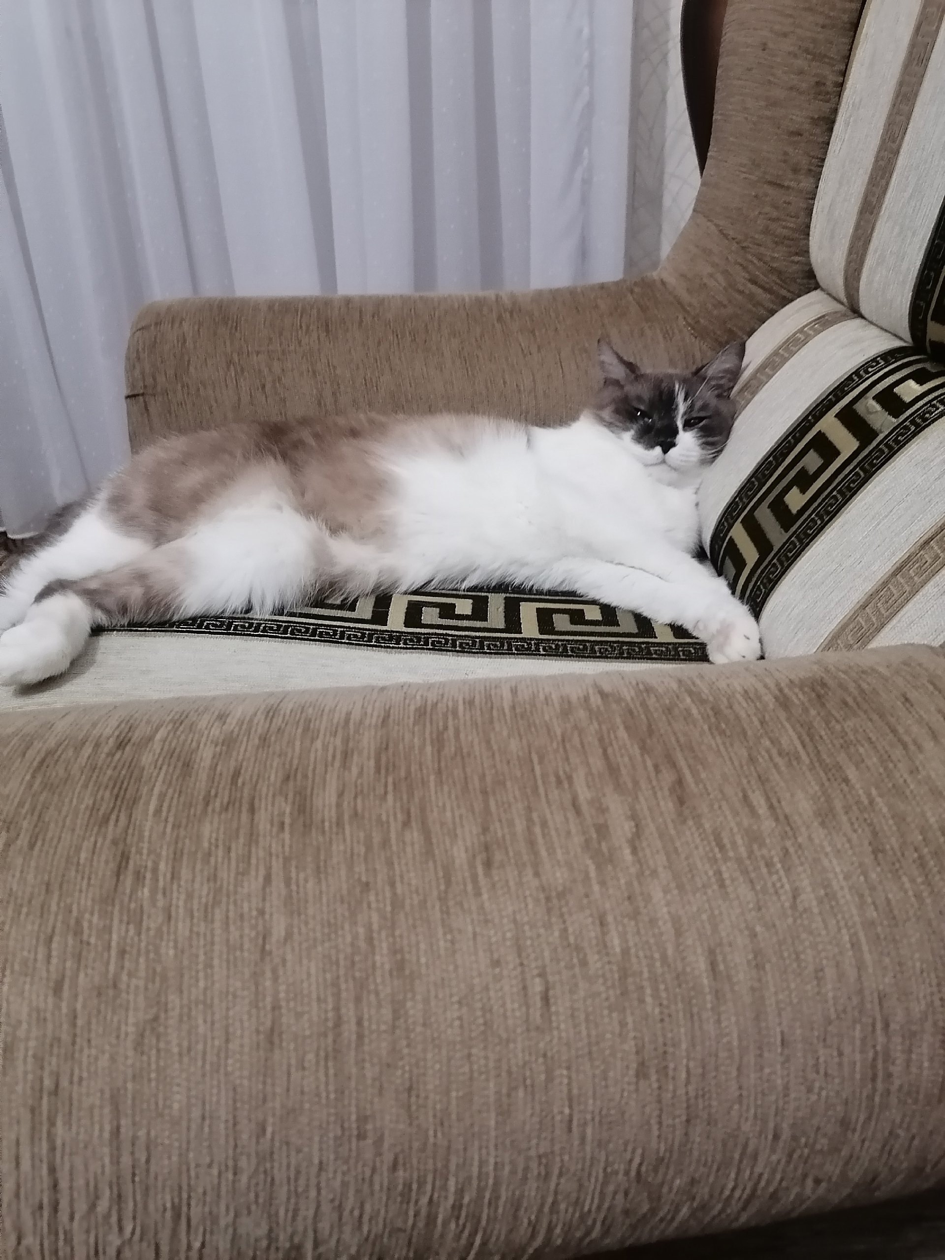 Пропала кошка в Миассе — фото объявления