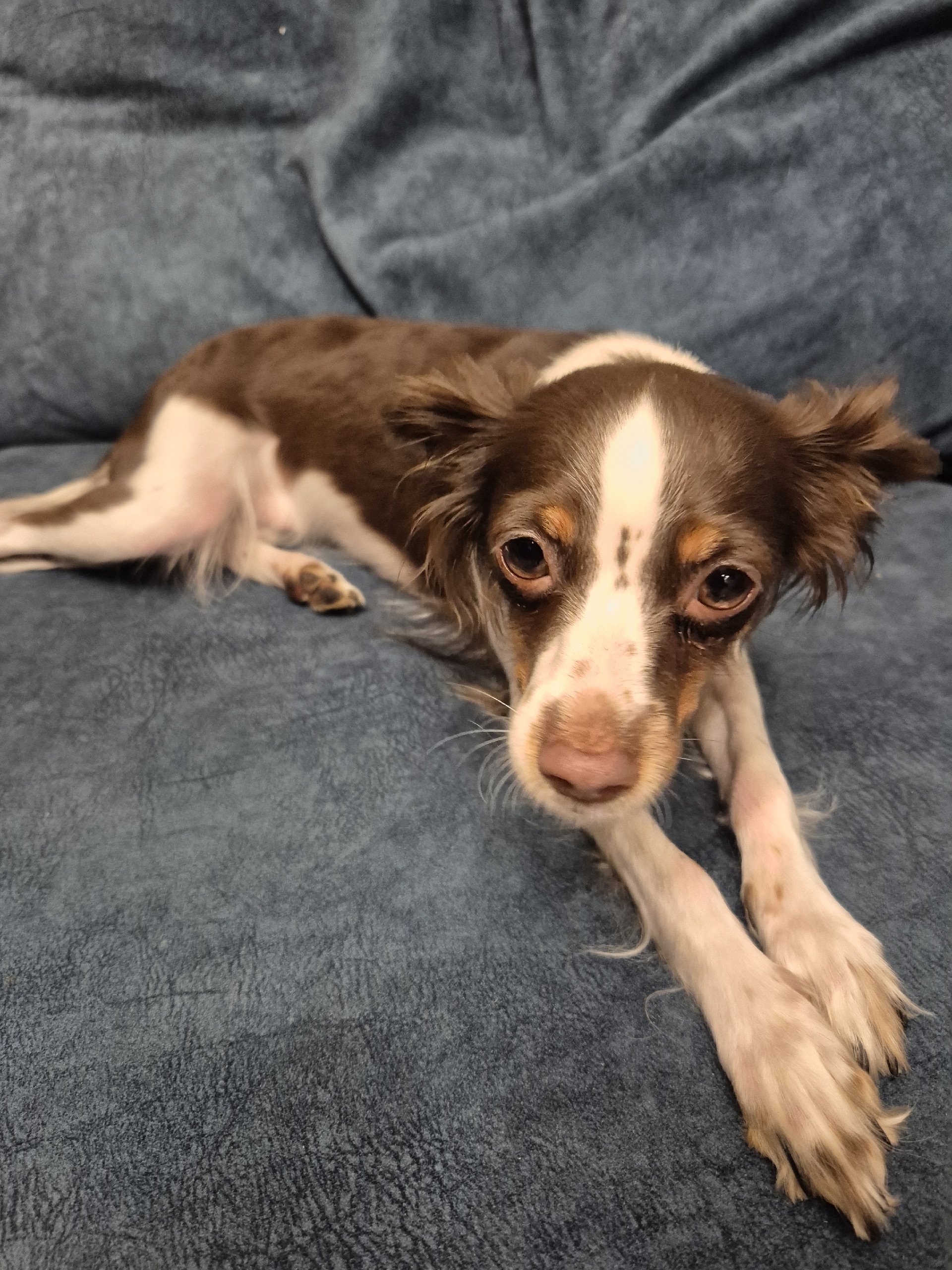 Найдена собака в Миассе — фото объявления