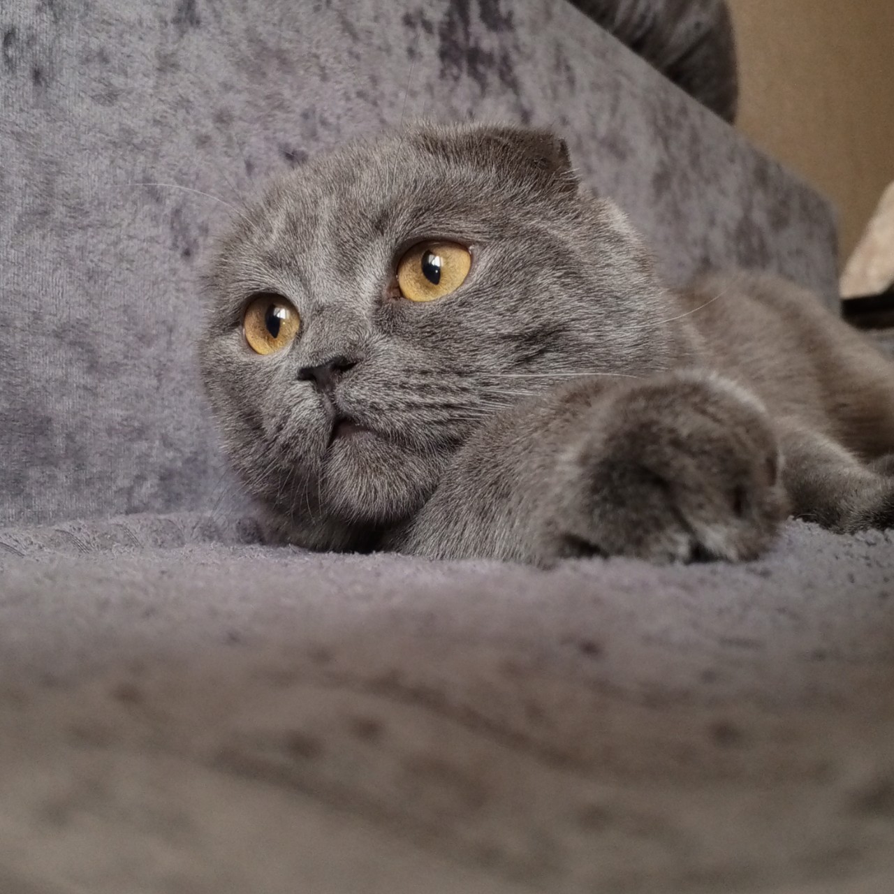 Пропала кошка в Миассе — фото объявления