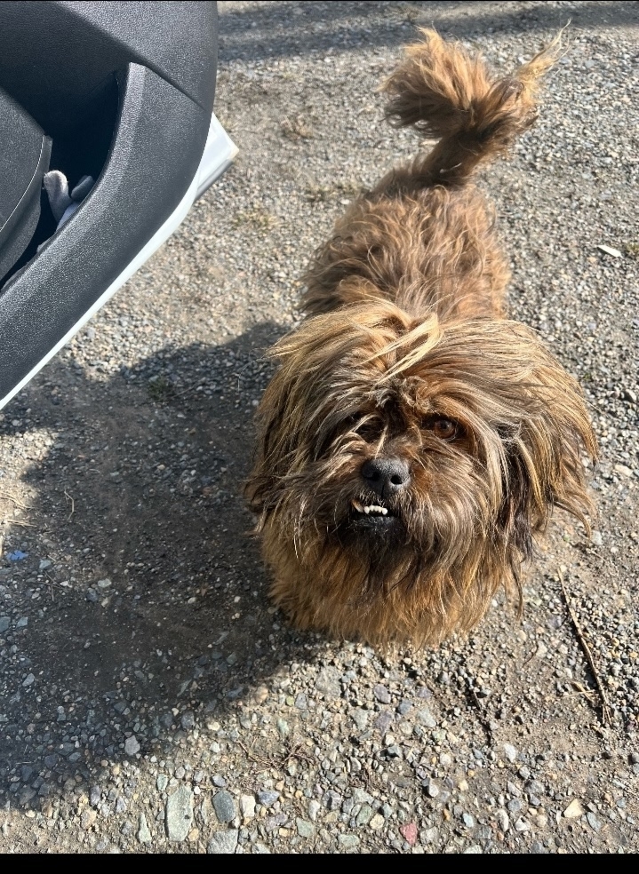 Пропала собака в Миассе — фото объявления