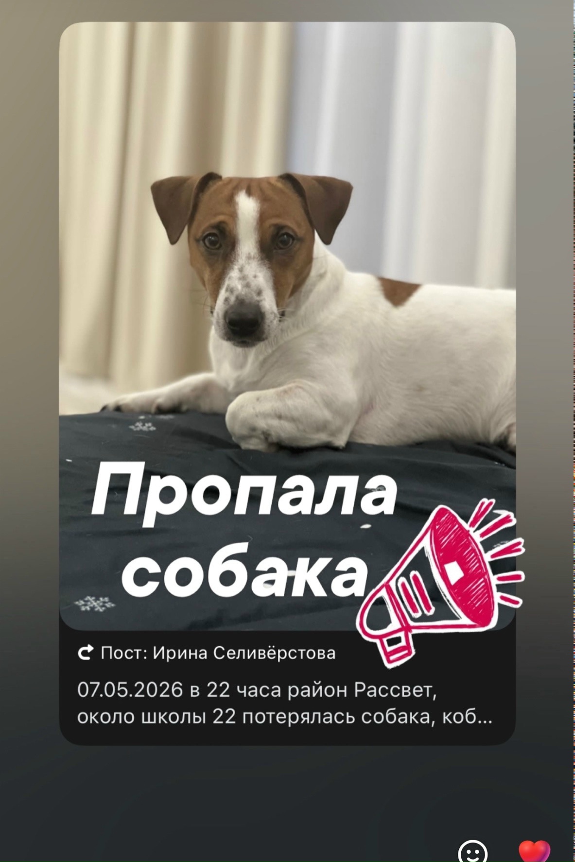 Найдена собака в Миассе — фото объявления