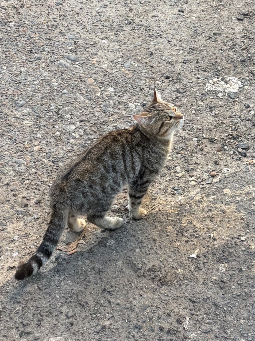 Найдена кошка в Сургуте — фото объявления