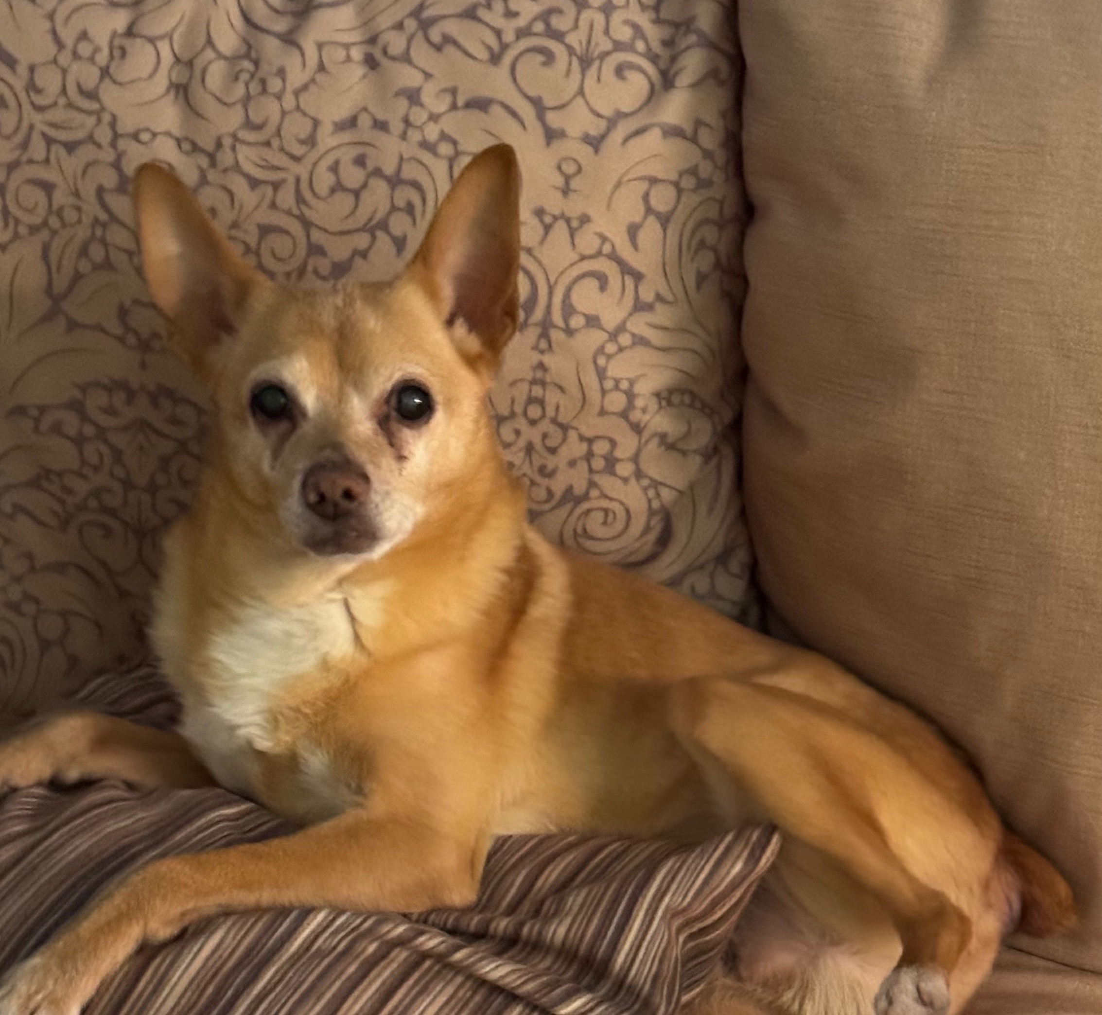 Пропала собака в Сургуте — фото объявления