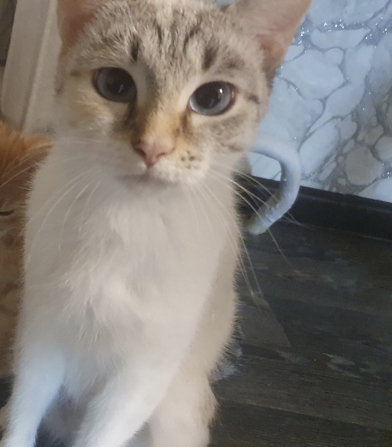 Пропала кошка в Сургуте — фото объявления