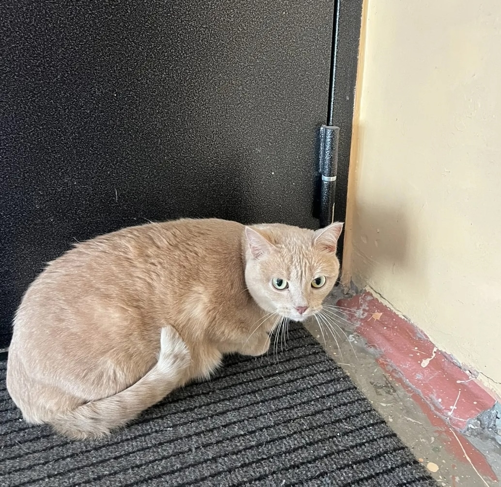 Пропала кошка в Сургуте — фото объявления