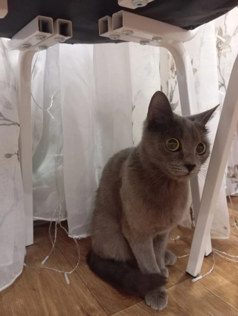 Найдена кошка в Сургуте — фото объявления