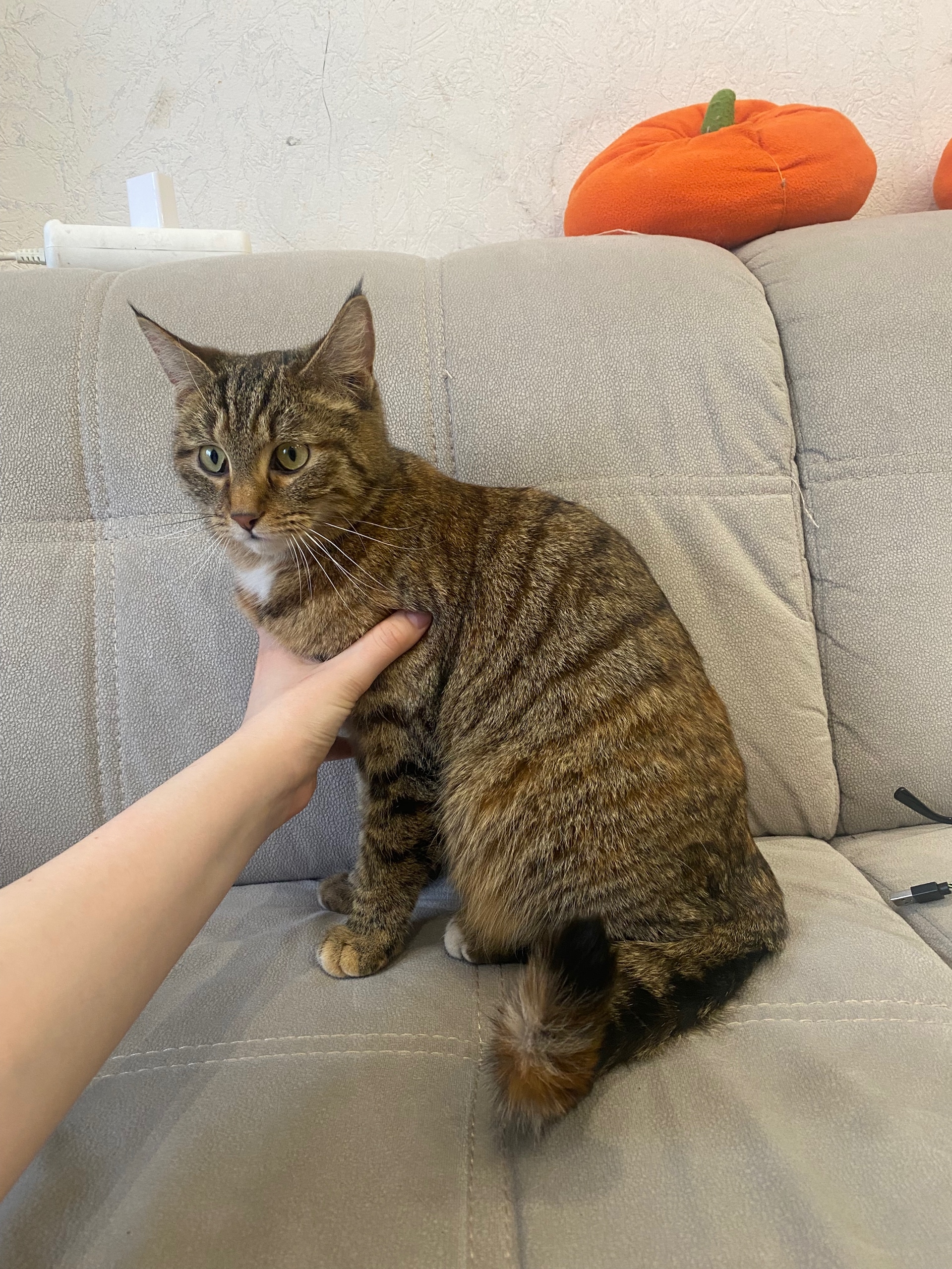 Найдена собака в Сургуте — фото объявления