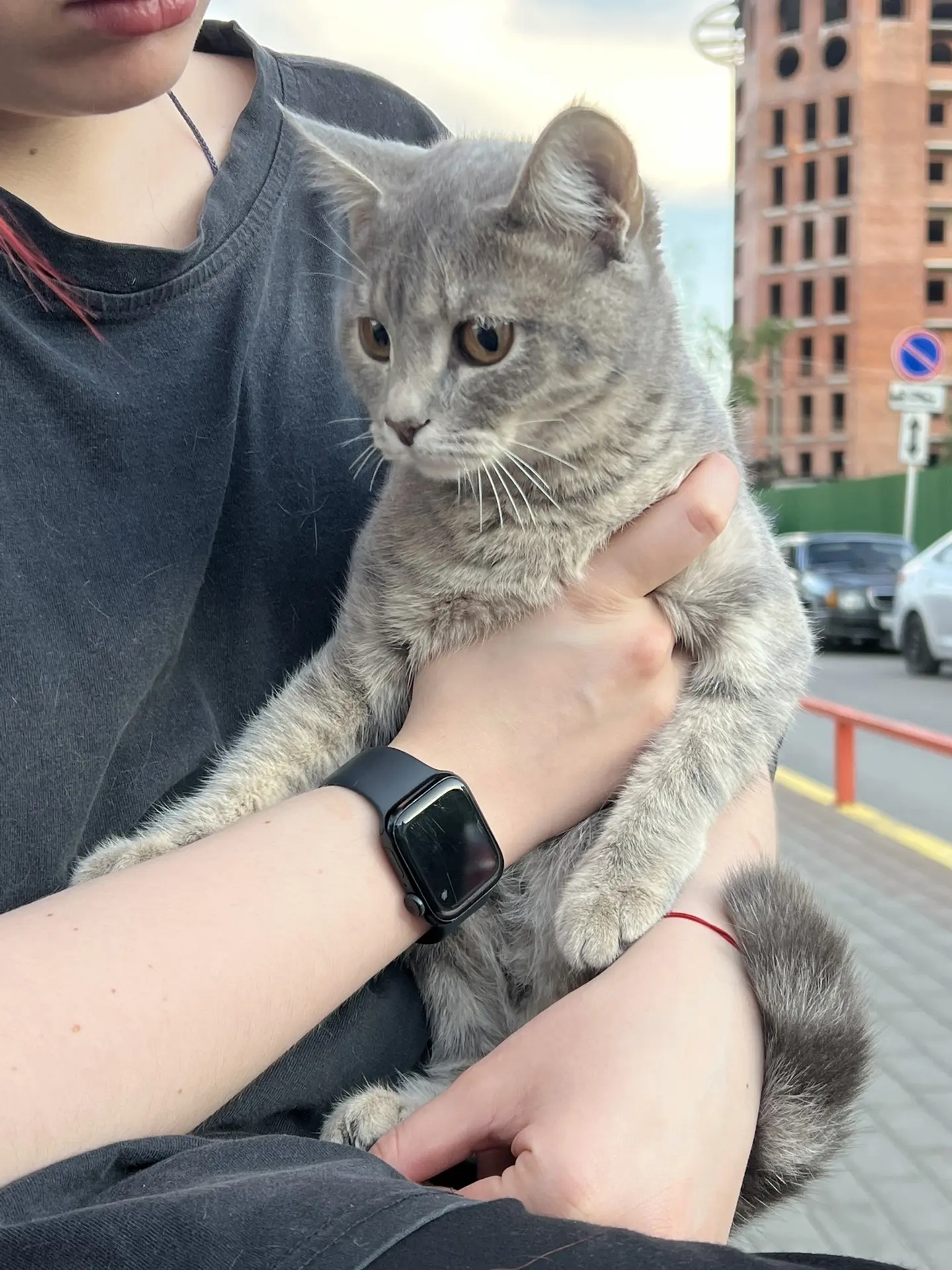 Найдена кошка в Сургуте — фото объявления
