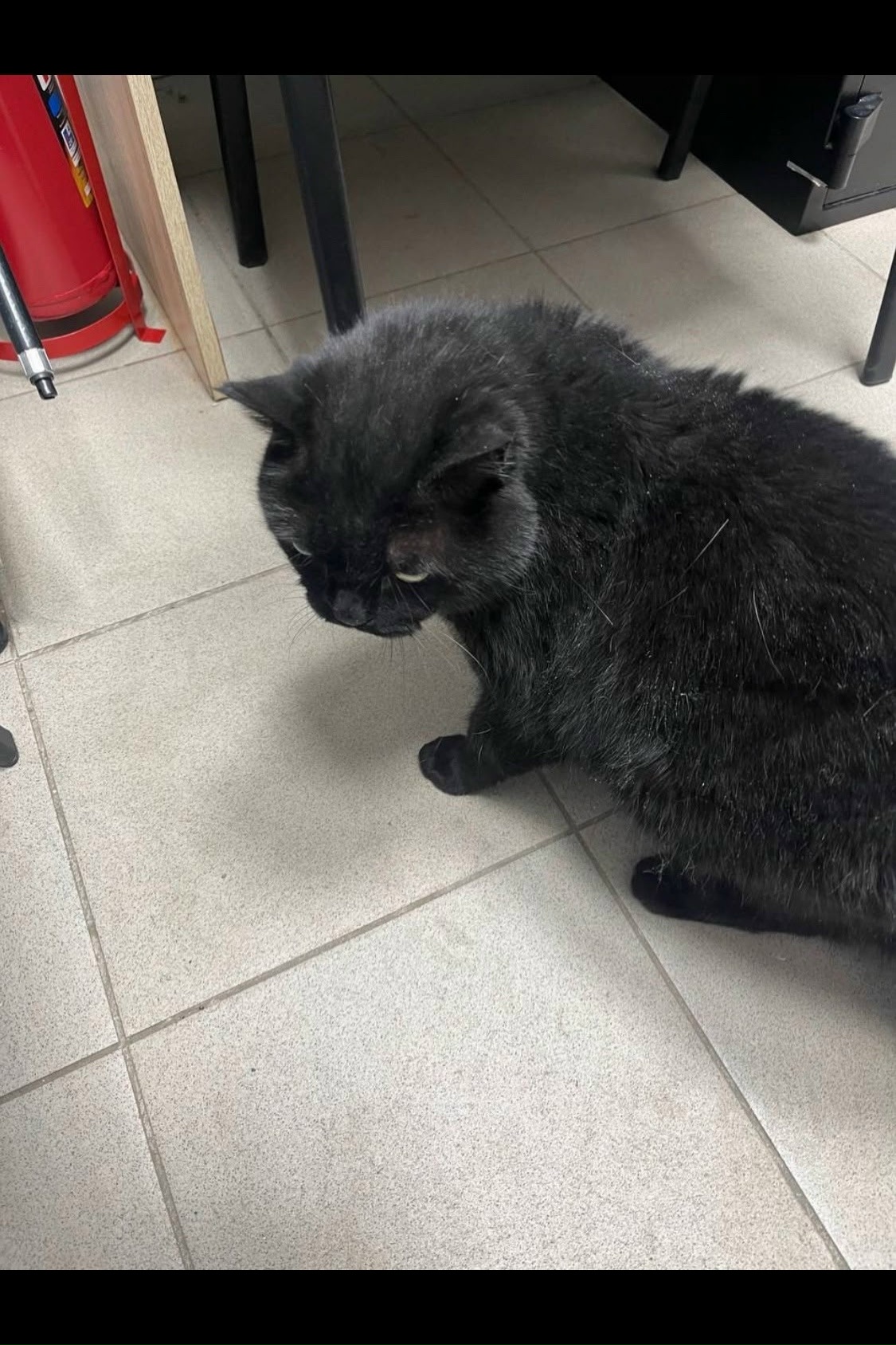 Пропала кошка в Бердске