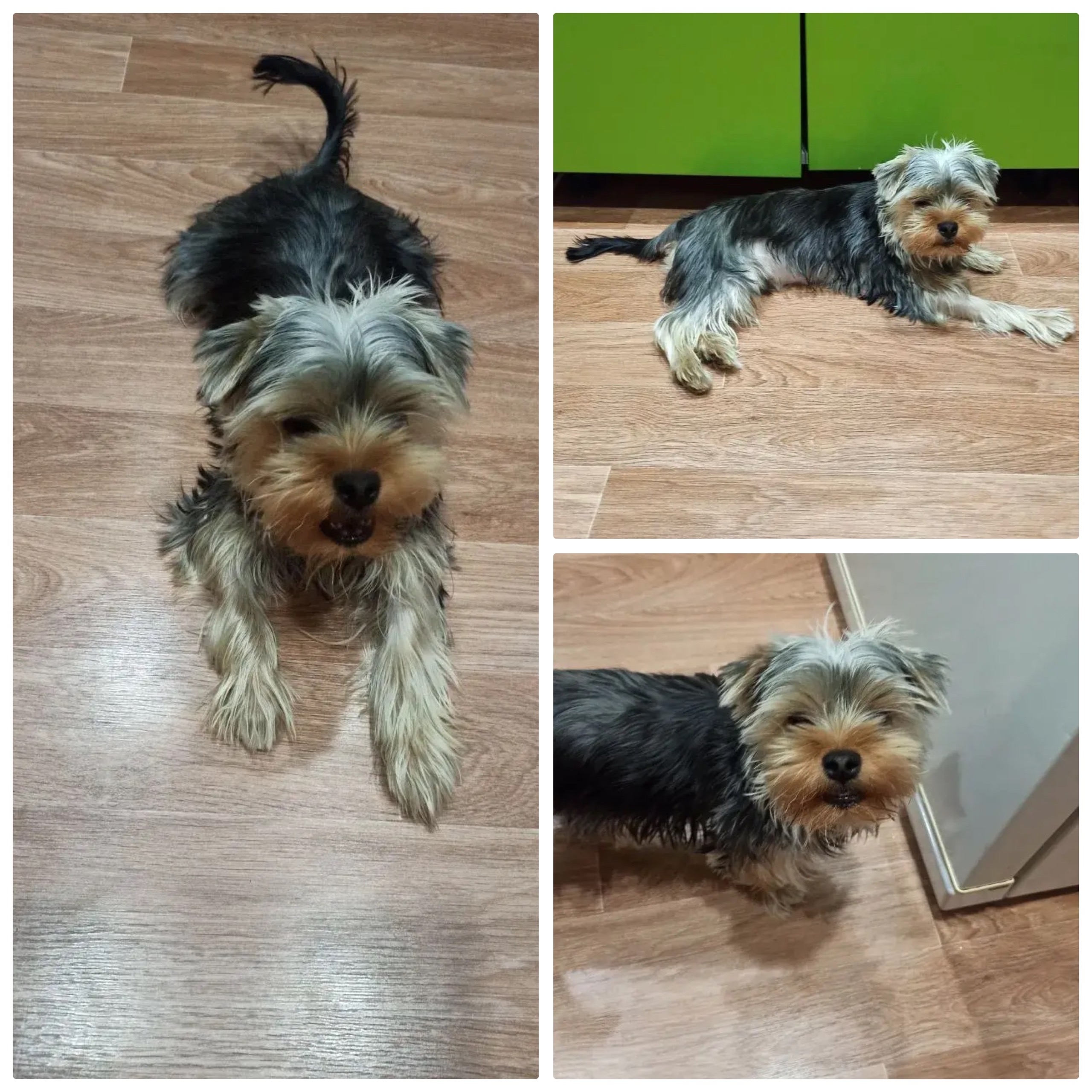 Найдена собака в Бердске — фото объявления