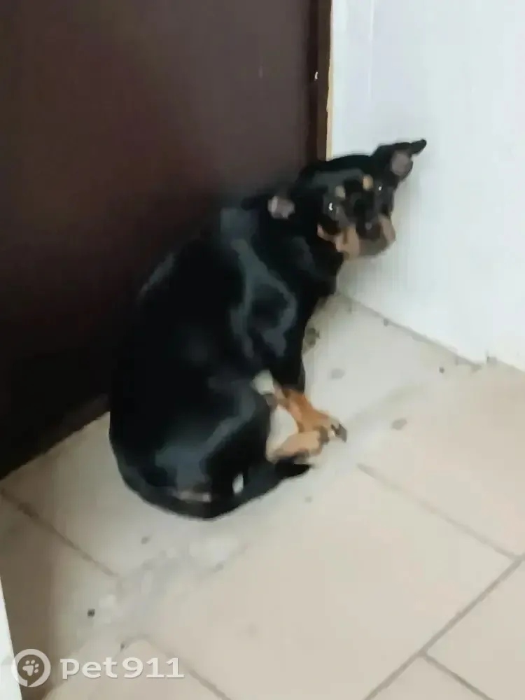 Найдена собака в Норильске — фото объявления