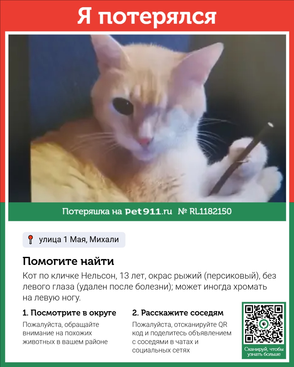 Найдена кошка в Норильске — фото объявления