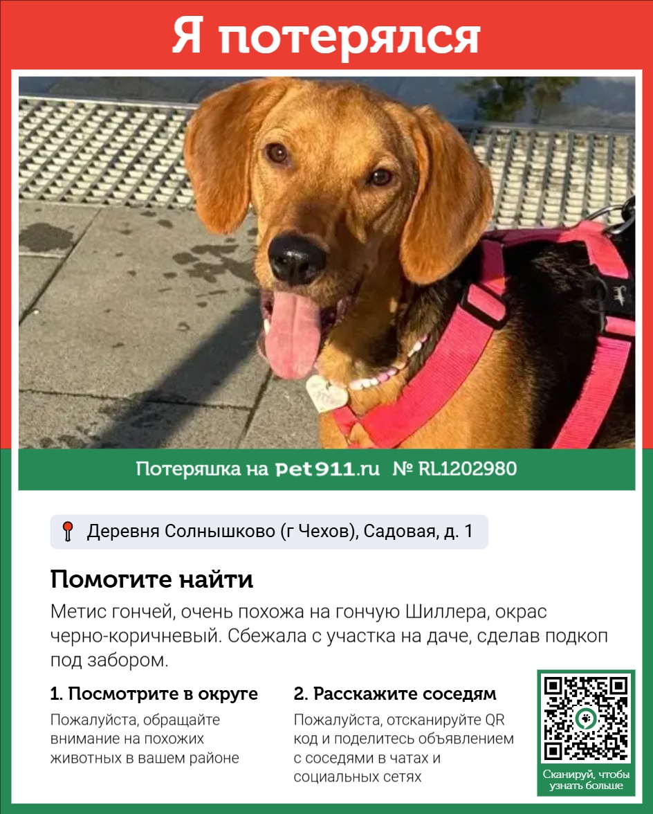 Найдена собака в Норильске — фото объявления