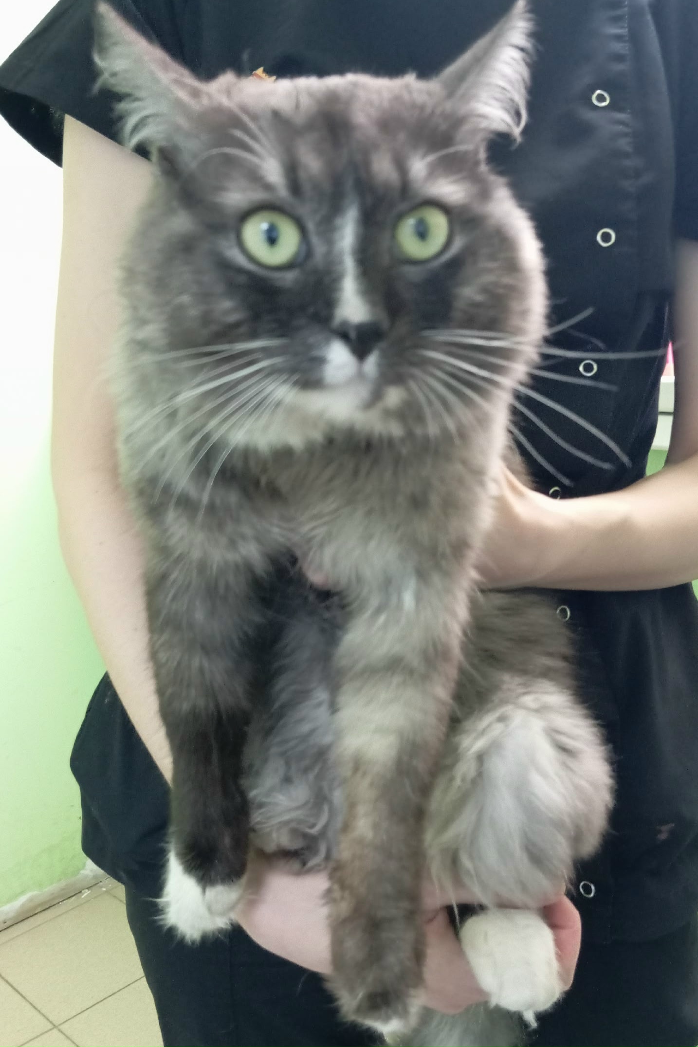 Пропала кошка в Ногинске — Чей кот? Сидит на ступеньках дневного стационара (Краснослободская 1А)