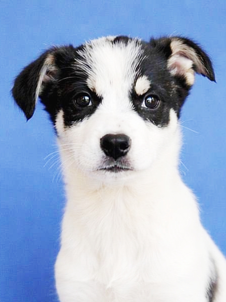 Объявление о питомце в Ногинске — фото объявления