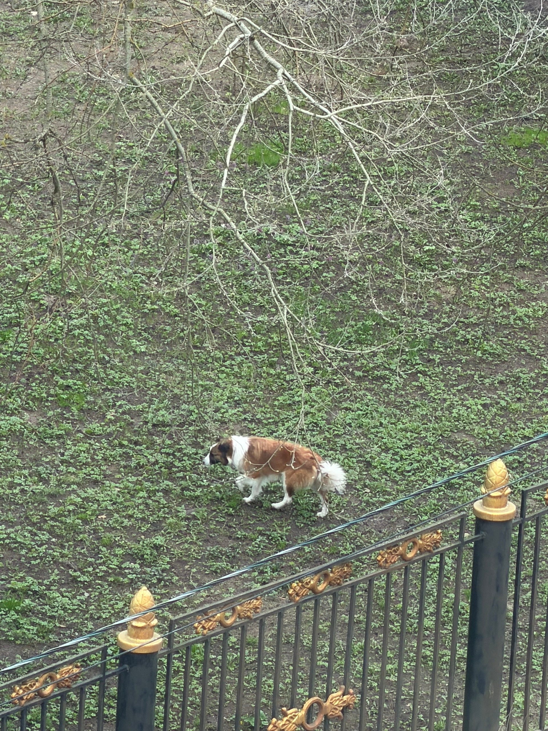 Пропала собака в Ногинске — фото объявления