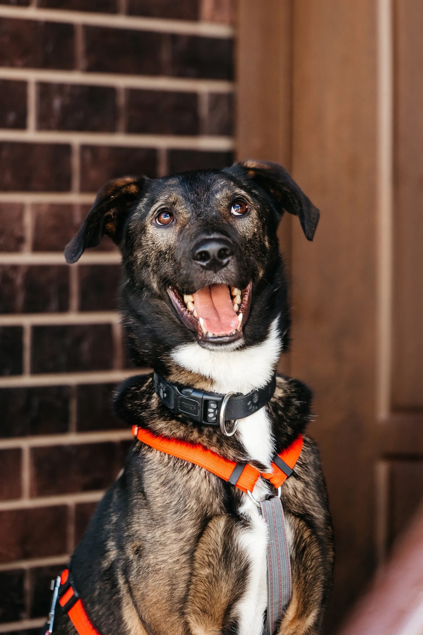 Найдена собака в Ногинске — фото объявления