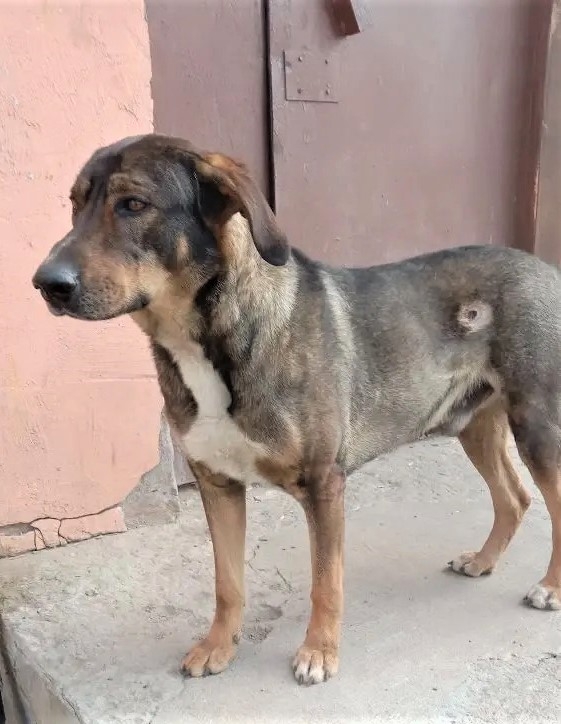 Найдена собака в Ногинске — фото объявления