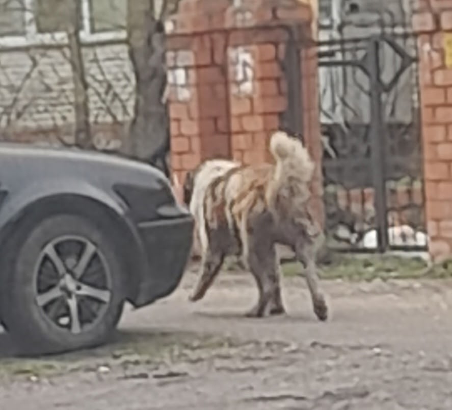 Объявление о питомце в Ногинске — фото объявления