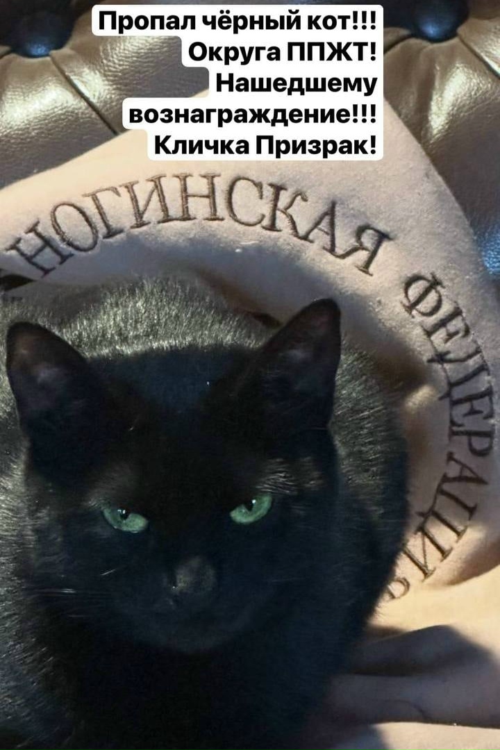 Найдена кошка в Ногинске — фото объявления