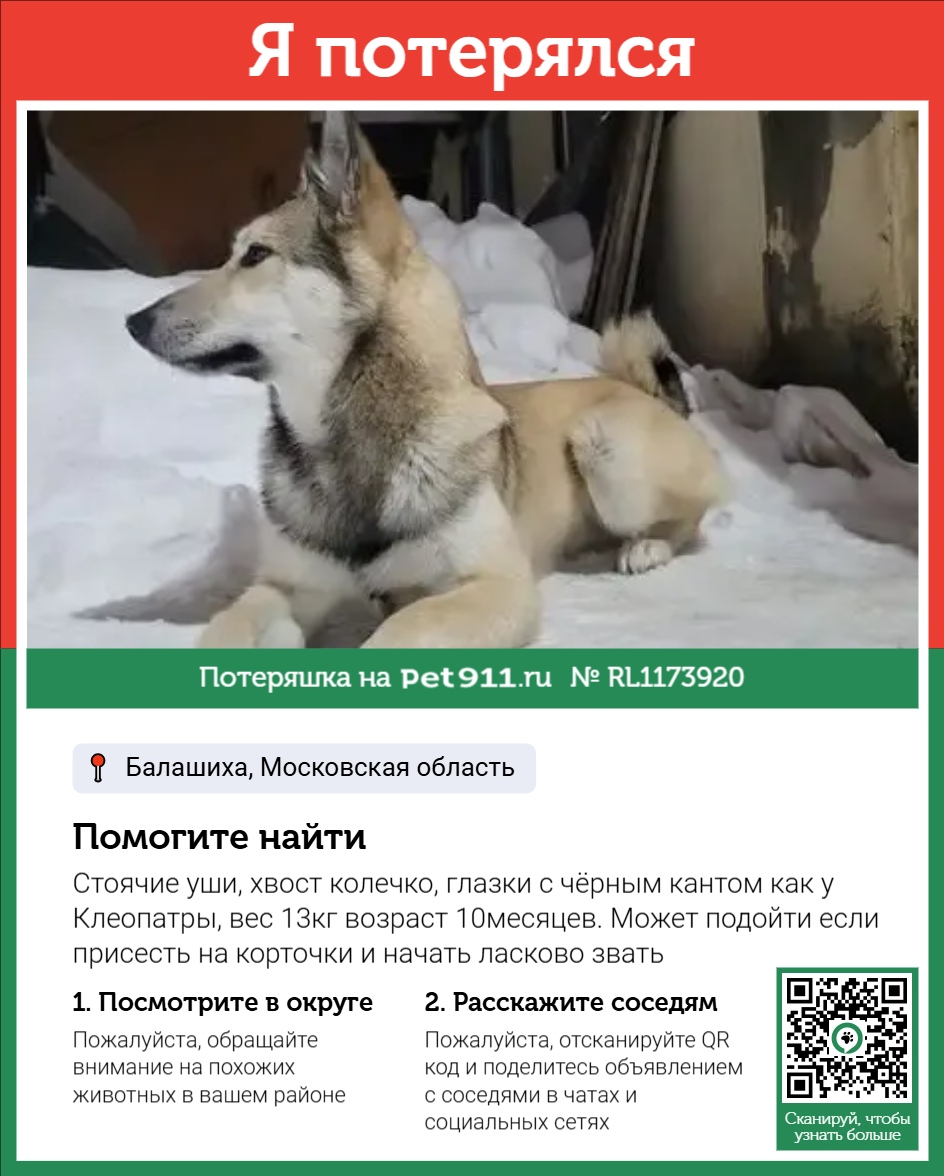 Найдена собака в Петропавловске-Камчатском — фото объявления