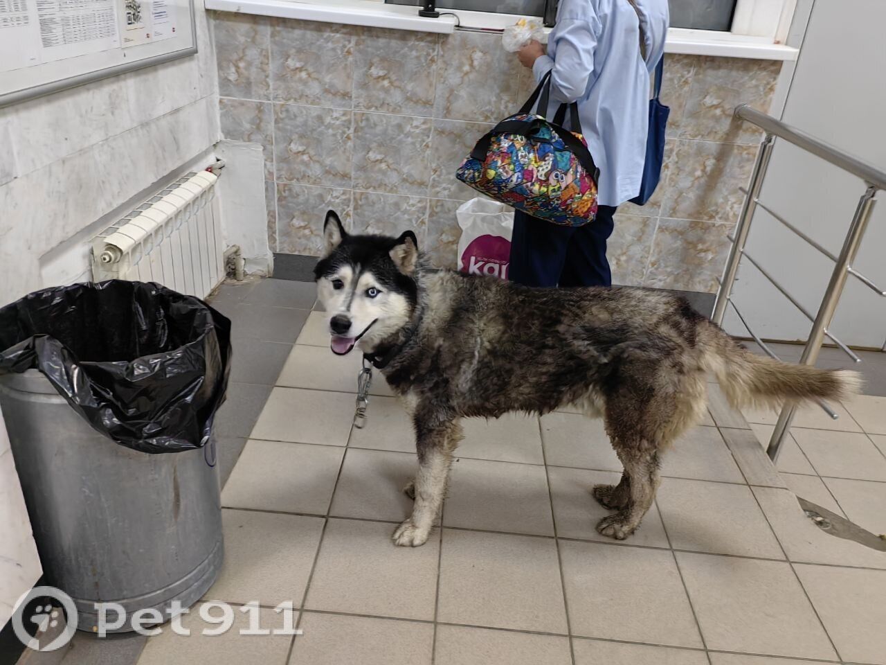 Найдена собака в Петропавловске-Камчатском — фото объявления