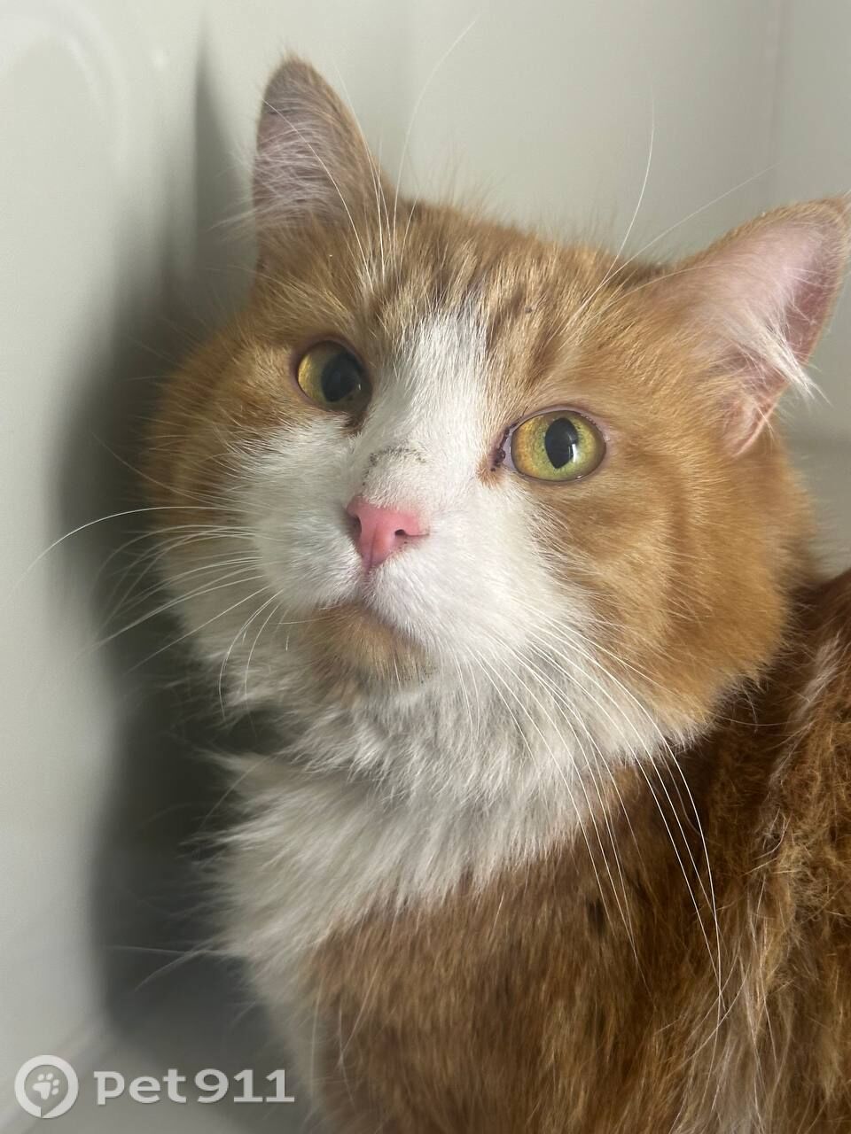 Найдена кошка в Петропавловске-Камчатском — фото объявления