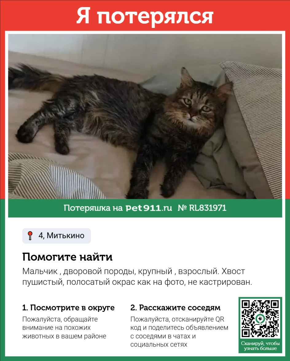 Найденная кошка в Пятигорске Найдена кошка в Пятигорске — фото объявления