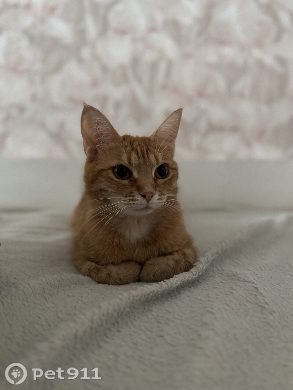 Найдена кошка в Рыбинске — фото объявления