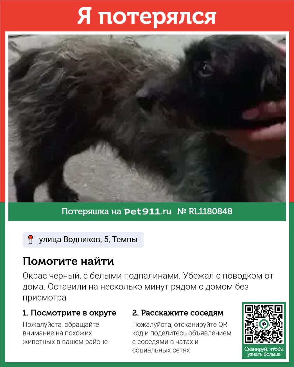 Найдена собака в Рыбинске — фото объявления