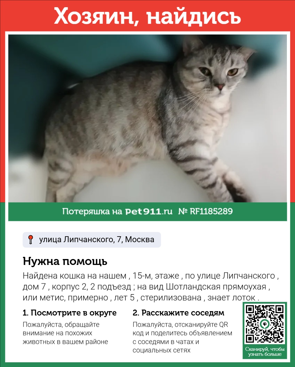 Найденная кошка в Рыбинске Найдена кошка в Рыбинске — фото объявления