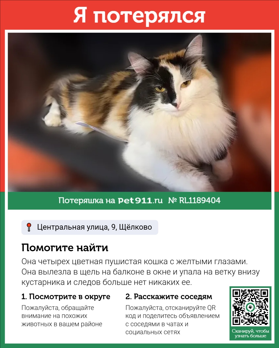Найдена кошка в Рыбинске — фото объявления