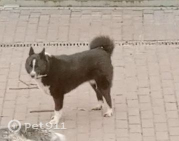 Найдена собака в Рыбинске — фото объявления
