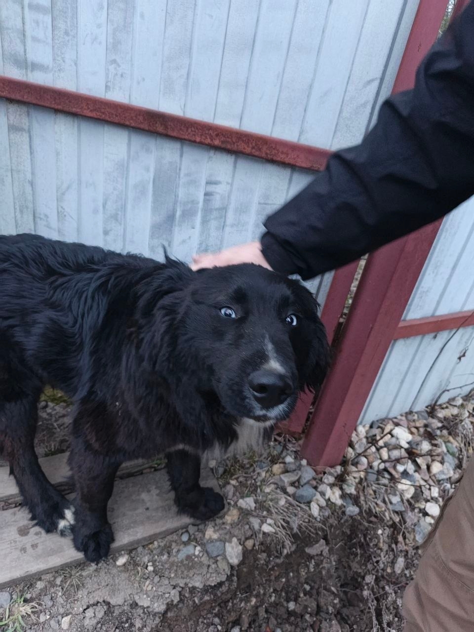 Пропала собака в Раменском — ⚠️ Замечен(а) собака