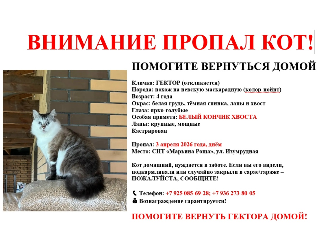 Пропала собака в Раменском — фото объявления